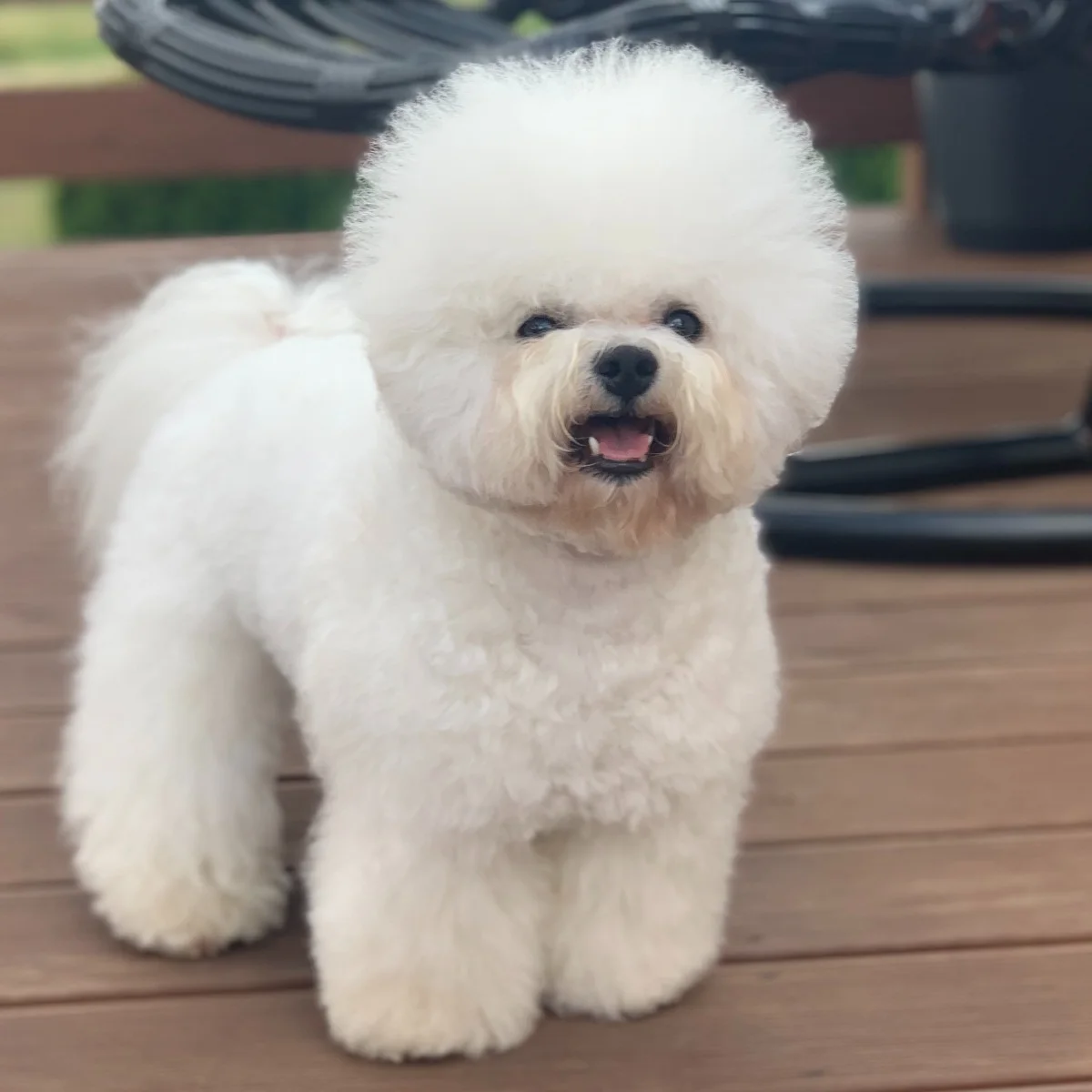 Hugo